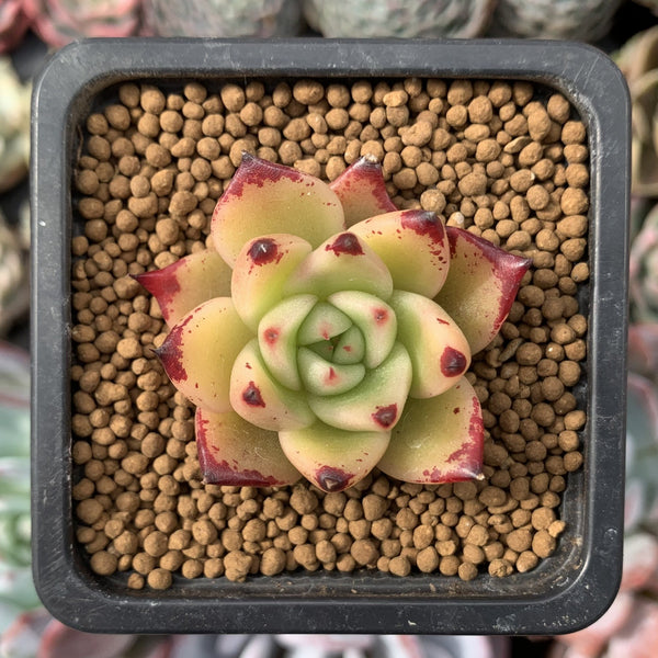 Echeveria Agavoides 'Illina' Small 1" Succulent Plant