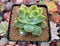 Graptoveria 'Harry Watson' Variegated 3" Succulent Plant