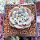 Echeveria 'Ariel' 2" Succulent Plant