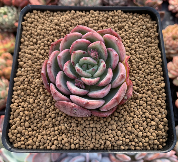 Echeveria 'Hongye' 2" Succulent Plant