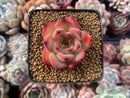 Echeveria Agavoides 'Fire Pillar' 1"-2" Succulent Plant