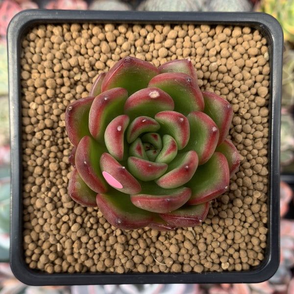 Echeveria Agavoides sp. 2" Succulent Plant