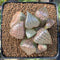 Haworthia Comptoniana 'Crystal' 2"-3" Succulent Plant