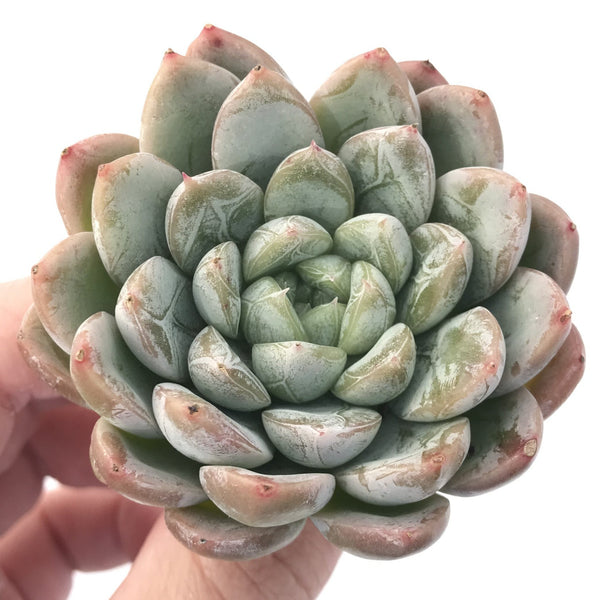 Echeveria 'Elsa' 2" Powdery Succulent Plant