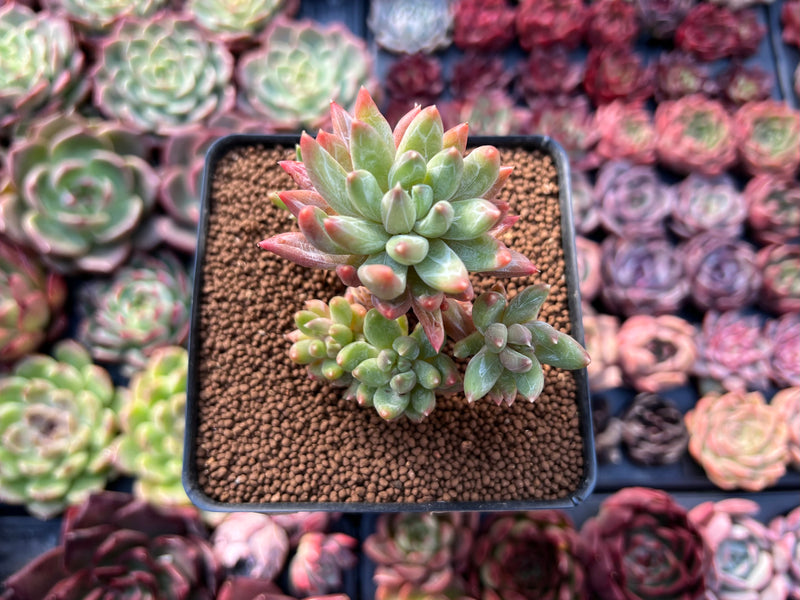 Pachyveria 'Bellgrave' Cluster 3" Succulent Plant