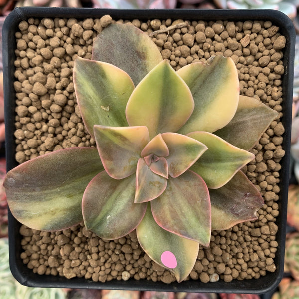 Graptoveria 'Fred Ives' Variegated 3" Rare Succulent Plant