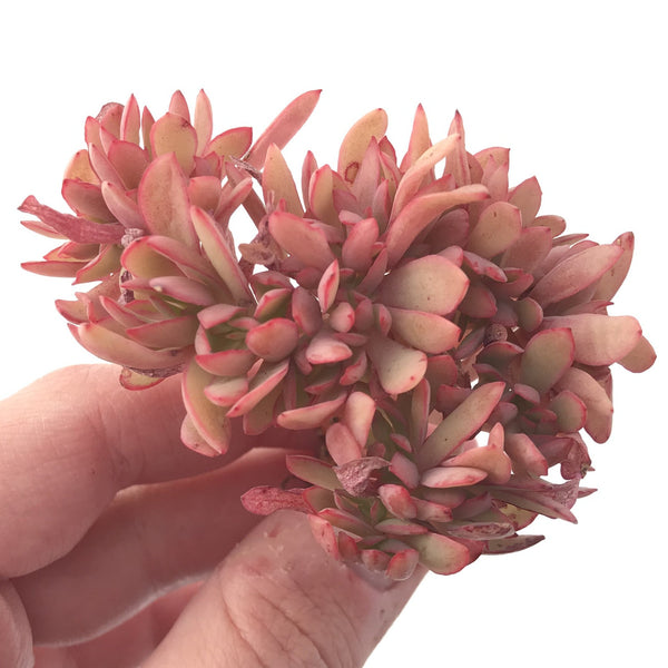 Echeveria 'Luella' Crested 3" Succulent Plant