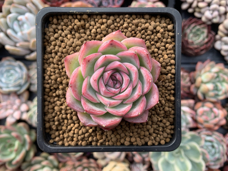 Echeveria 'Silhouette' 1" Succulent Plant