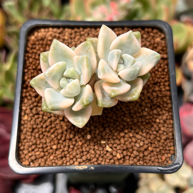 Graptoveria 'Titubans' Variegated 2” Succulent Plant