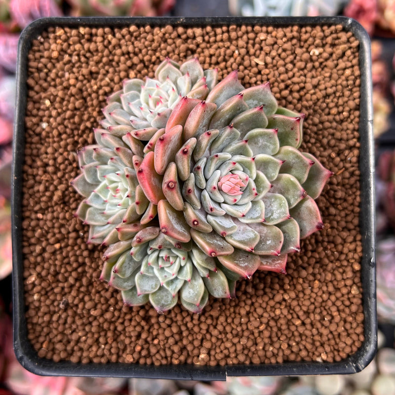 Echeveria sp. 2" Cluster Succulent Plant