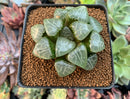 Haworthia 'Tsukikage' 3" Succulent Plant