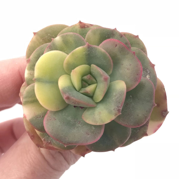 Echeveria Nicksana Variegated 2” Rare Succulent Plant