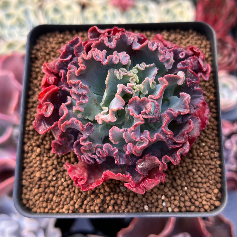 Echeveria 'Speed Bump' 3" Succulent Plant