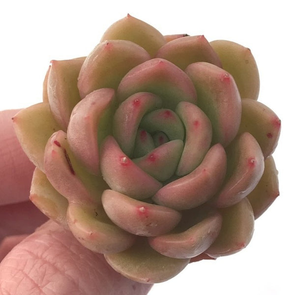 Echeveria Agavoides 'Timmo' 1" Rare Succulent Plant