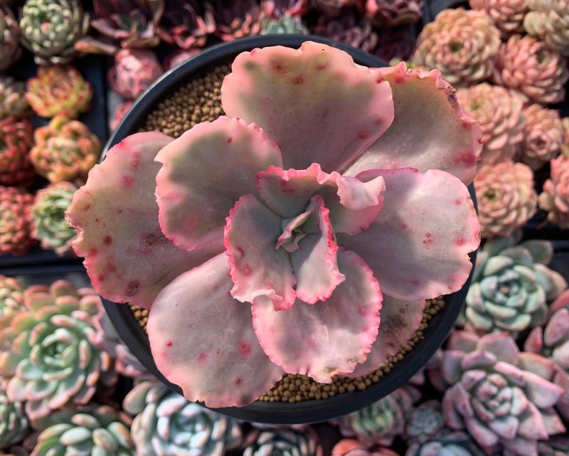 Echeveria 'Suyeon Frill' Variegated 5" Succulent Plant