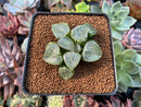 Haworthia 'Ikeda' Wide Leaf 2"-3" (No roots) Succulent Plant