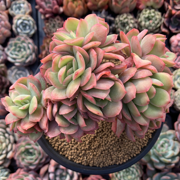 Echeveria 'Luella' 5" Large Succulent Plant