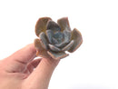 Echeveria 'Bambino' 2" Powdery Succulent Plant