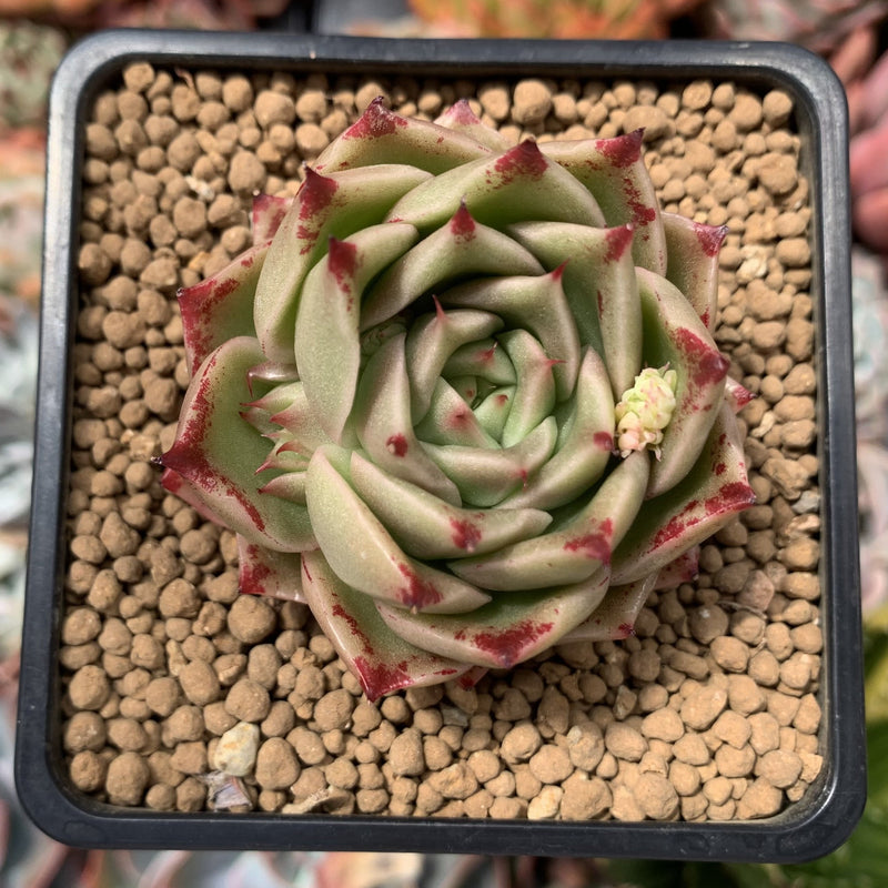 Echeveria Agavoides 'Spicy' 2" Succulent Plant