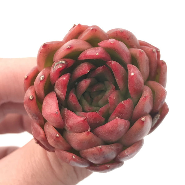 Echeveria Agavoides 'Prolifera' 2"-3" Rare Succulent Plant