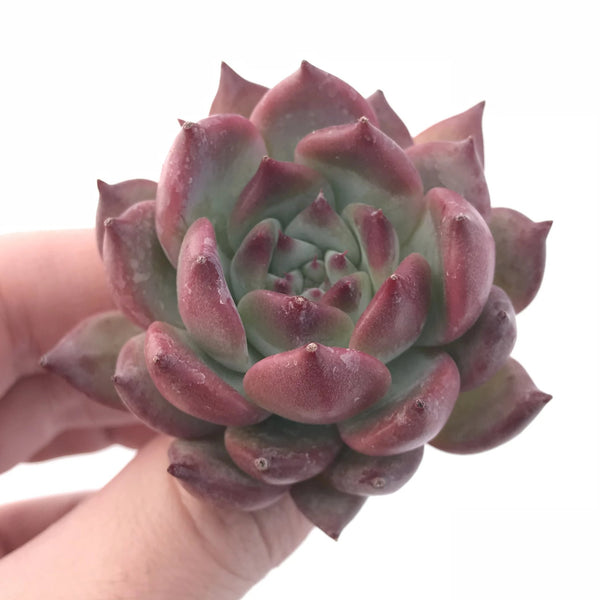 Echeveria Gold Peach 2” Rare Succulent Plant