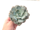 Echeveria 'Pearl Berry' 4" Powdery Succulent Plant