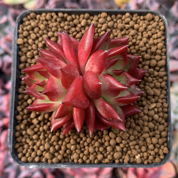 Echeveria Agavoides 'Super Bee' 1"-2" Succulent Plant