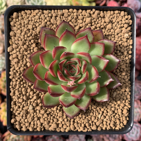 Echeveria Agavoides 'Arcane' 2" Succulent Plant