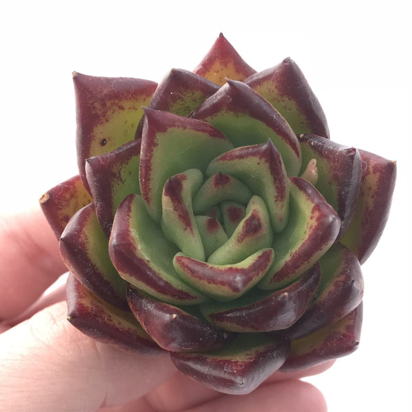 Echeveria Agavoides Ebony 2” Rare Succulent Plant