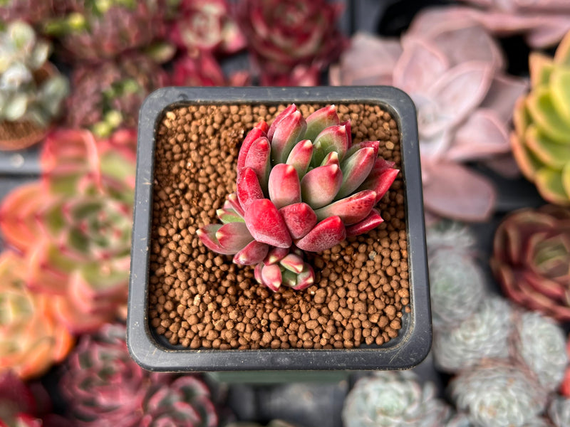 Pachyphytum 'Cherry' 1" Succulent Plant