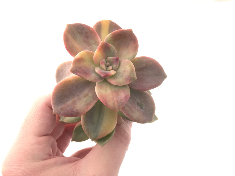 Graptopetalum Purple Delight Variegated 3"-4" Rare Succulent Plant