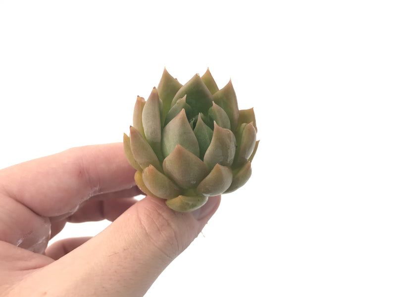 Echeveria Agavoides 'Chimera' 2" Succulent Plant