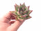 Echeveria Agavoides Mexican Maria 3” Rare Succulent Plant