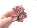 Graptoveria 'Mrs Richards' Variegated 3" Succulent Plant