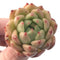 Echeveria Agavoides 'Labyrinth' 2" New Hybrid Succulent Plant