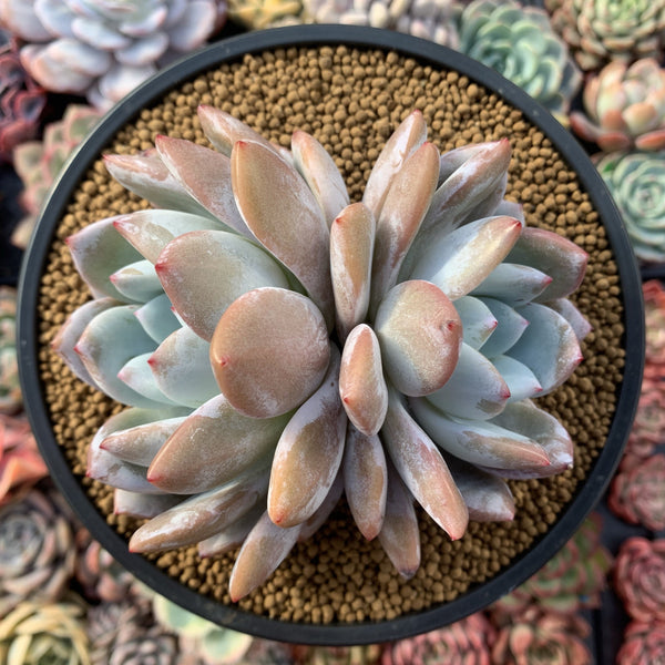 Echeveria 'Ivory' Double Headed Cluster 5" Powdery Succulent Plant