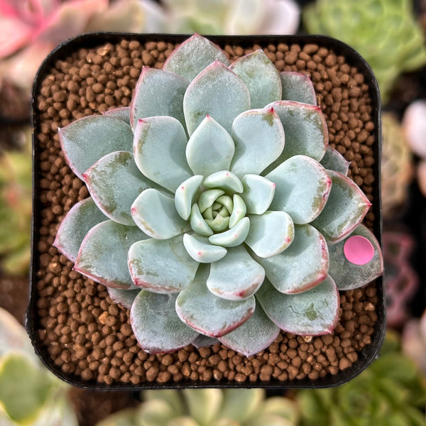 Echeveria 'Werther' 2" Powdery Succulent Plant