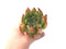 Echeveria Agavoides 'Mephisto' 4" Rare Succulent Plant