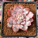 Echeveria sp. 2" Succulent Plant