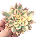 Echeveria 'Esther' Variegated 3"-4" Succulent Plant