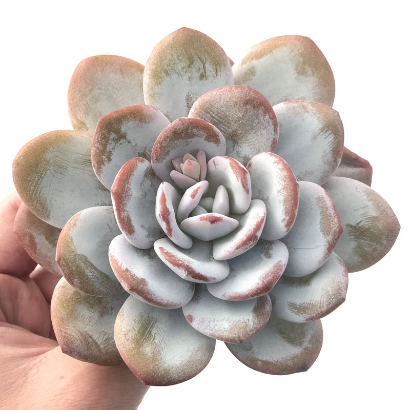 Echeveria 'Laui' 4"-5" Powdery Succulent Plant