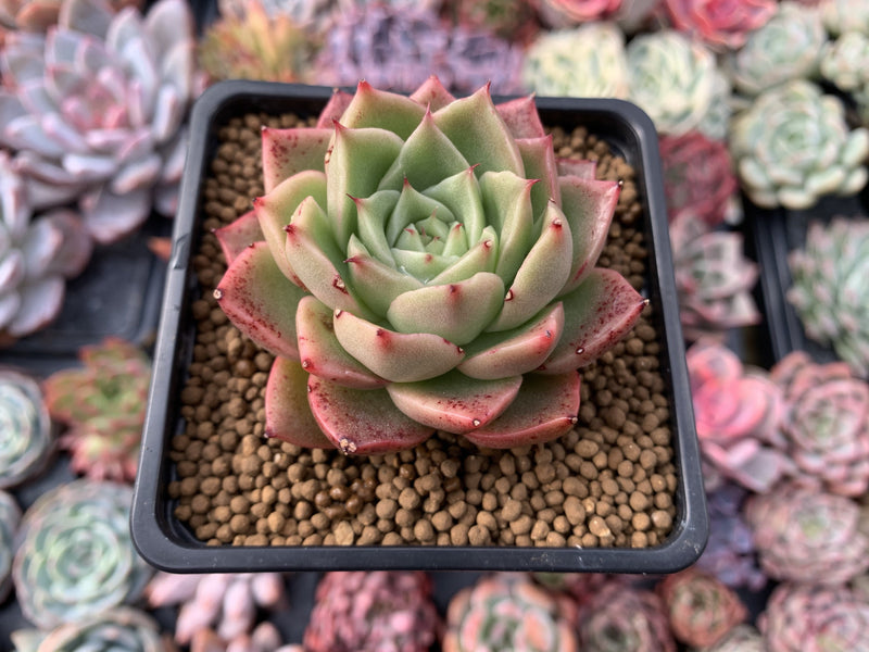 Echeveria Agavoides 'Spicy' 2"-3" Succulent Plant