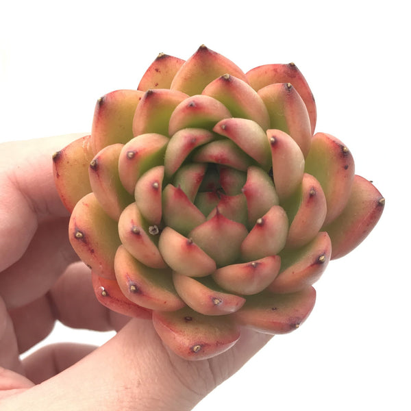 Echeveria Agavoides sp. 2" Rare Succulent Plant