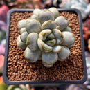 Graptoveria 'Amethorum' 1" Succulent Plant