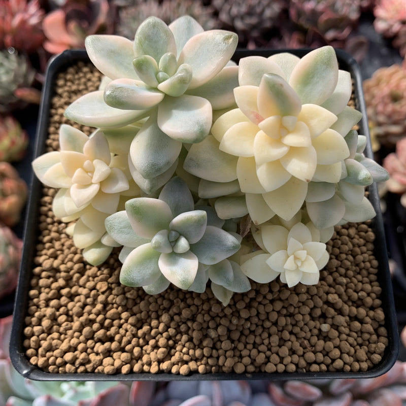 Graptoveria 'Titubans' Variegated 4" Cluster Succulent Plant