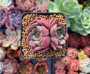 Echeveria 'Apple Pie' 1"-2" Succulent Plant