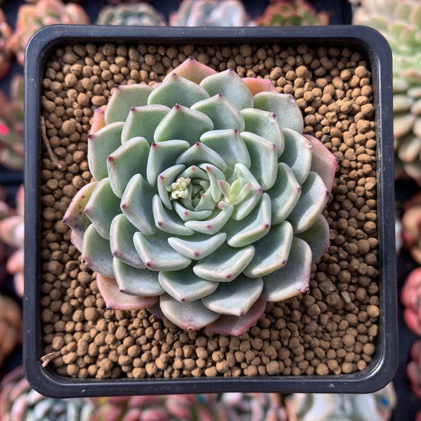 Echeveria 'Choco Top' 2"-3" New Hybrid Succulent Plant