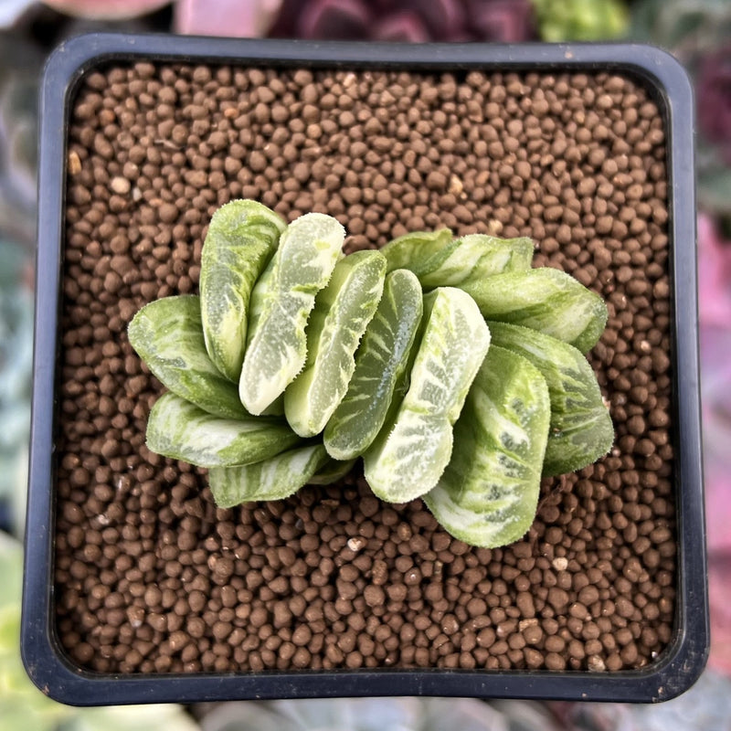 Haworthia Truncata Variegated 1"-2" Succulent Plant