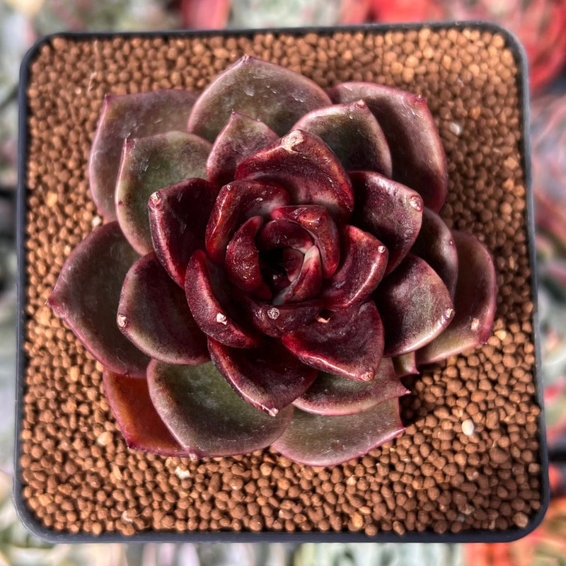 Echeveria 'Apothic Red' 2" New Hybrid Succulent Plant