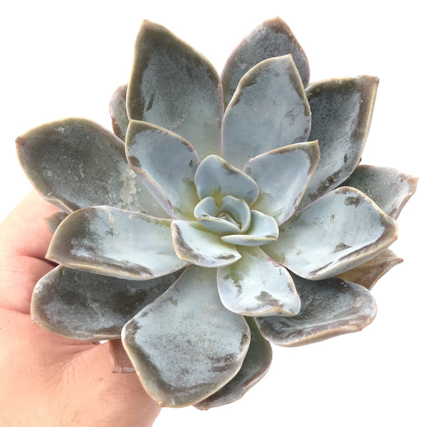 Echeveria 'Bambino' Extra Large 5" Rare Succulent Plant